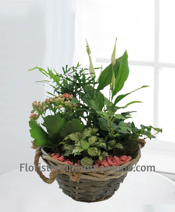 Cesta de Plantas Bahamas especial para regalo