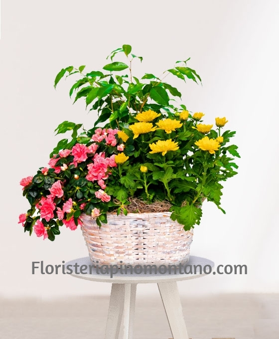 Cesta de Plantas Haití para regalo