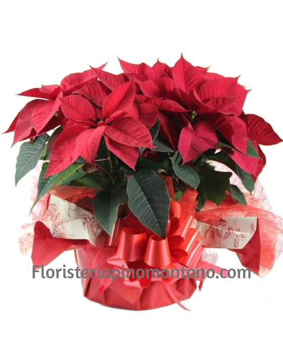 Composición flores de Navidad