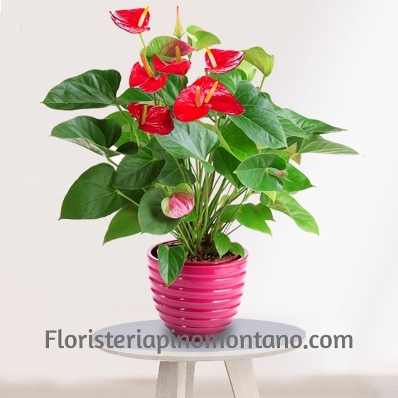 Planta de Anthurium