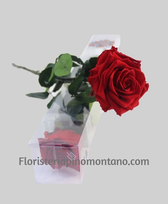 Rosa Preservada con envío a Sevilla