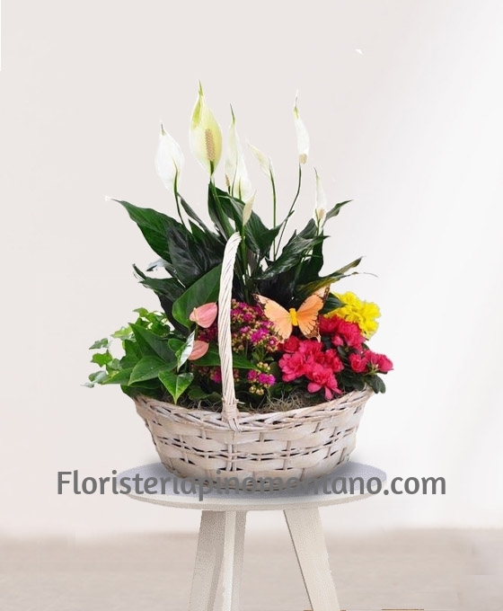 Comprar Cesta de Plantas Belice para regalo