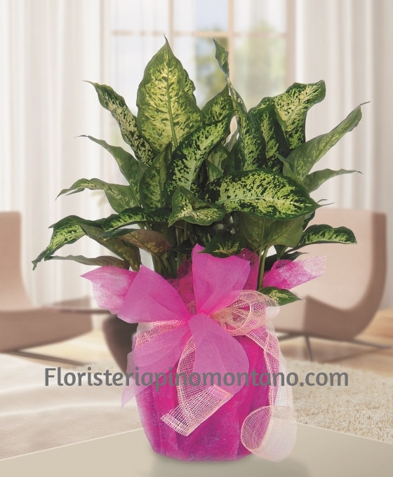 Enviar flores a Sevilla