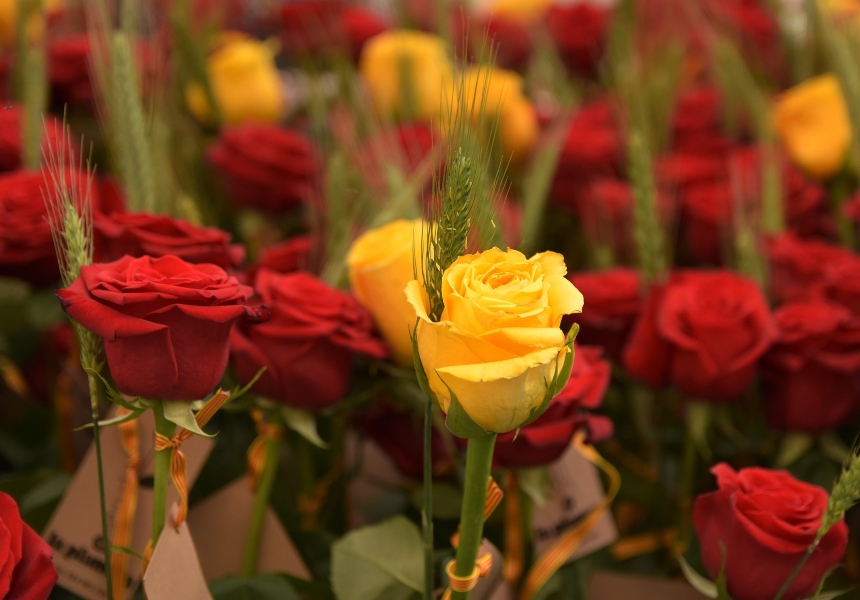 Flores para Sant Jordi