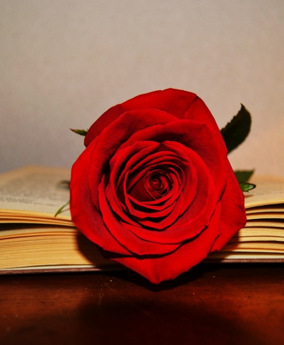 Enviar rosas Sant Jordi