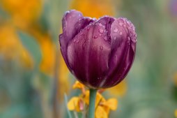 Enviar flores fúnebres al tanatorio Flores fúnebres urgentes