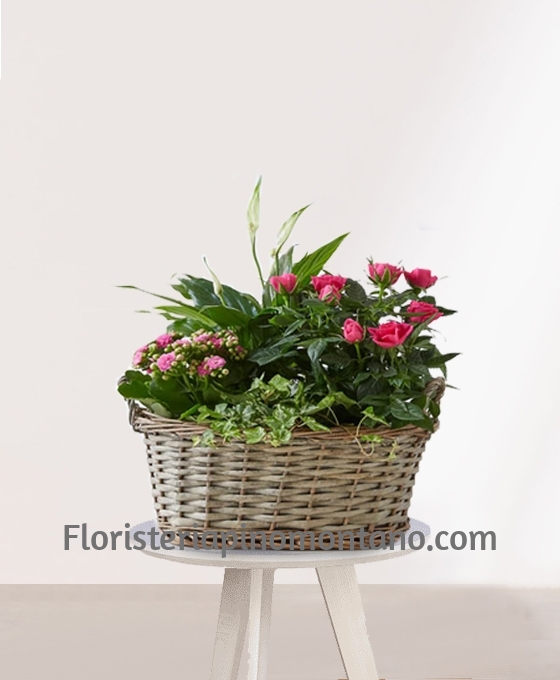 Envío de Cesta Rosal con Kalanchoe