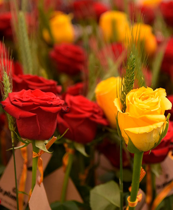 Flores para Sant Jordi